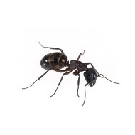 produit anti nuisibles contre fourmis
