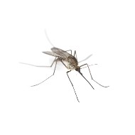 produit anti nuisibles contre moustiques et mouches