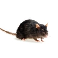 produit anti nuisibles contre rats et souris